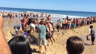 Spektakularna akcja ratowania żarłacza białego, kt&oacute;ry utknął na plaży