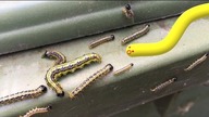 Slither.io a real game
