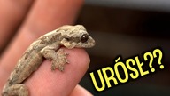 Gekon fałdoskóry i jego NOWE terrarium!