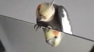 Ptok