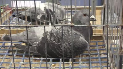 Wystawa PZHGP Okręgu Wałbrzych (gołębie) 2021 r.