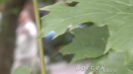 Co to gada w tych krzakach! / Bartek Usa