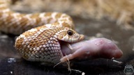 KARMIENIE WĘŻY Pyton, heterodony, lampropeltis