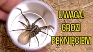 Wyspa słońca i pająków  BALEARY SPECIAL [2/2]
