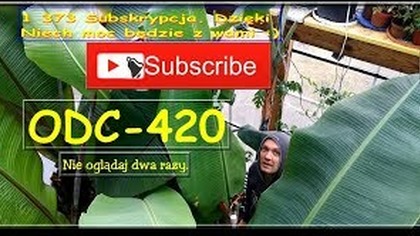 Odc. 420-Porównanie wielkości sadzonek i przycinanie liści przed.... Sadzonki musa velutina