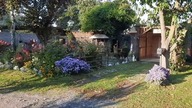 Garden kuRaż / Chickens and garden / Hortensje w ogrodzie / Ogród i kury