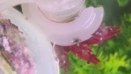 tańczące krewetki #shrimp #aquarium