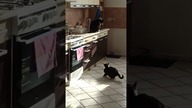 Koty przyłapane w kuchni