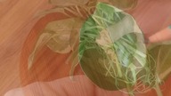 #shortsUkorzeniłem Epipremnum aureum Njoy