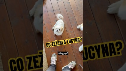 Co zeżarła Lucyna?