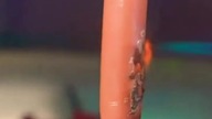 Gas Torch vs Sausage
