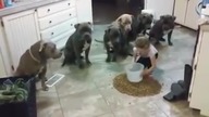 To co ta dziewczynka robi z sześcioma Pit Bullami jest szokujące!