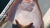 Video Of Man Tickling Stingray Sparks Online Outrage