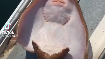 Video Of Man Tickling Stingray Sparks Online Outrage