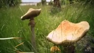 Najpiękniejsze Baśnie Braci Grimm:Sześciu zawsze sobie radę da