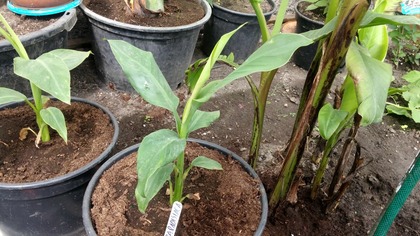 #234.  Cz. 1 Banan Musa x paradisiaca  (Musa acuminata and balbisiana )