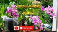 143.  Storczyki miniaturka, Uprawa, pielęgnacja, podlewanie, zimowanie