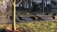Indyki odprawiają czary nad nieżywym kotem