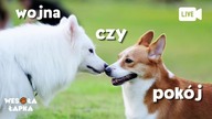 Wojna, czy pokój.  Psie spotkania.