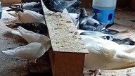 Karmienie stada HDGP-Michał Fus #golebie #pigeon #hodowlagolebi #birds