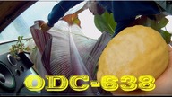 Odc-638-Dojrzała cytryna skierniewicka+mierzenie liścia bananowca ensete ventricosum maurelii