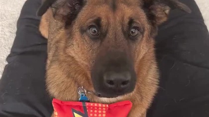 Dog Taste Test (November 2024)