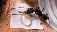 JADOWITE mrówki Harpegnathos venator z Chin, oraz DREWNIANE GNIAZDA!