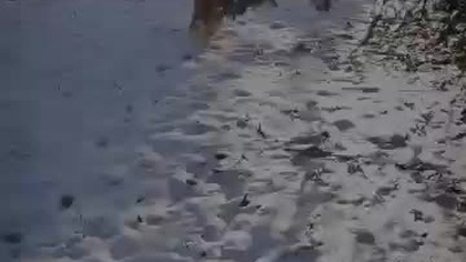 #004 Kronika Hrabiego Eryka #shorts #mainecoon #cats