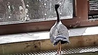 Sunbittern up-close 