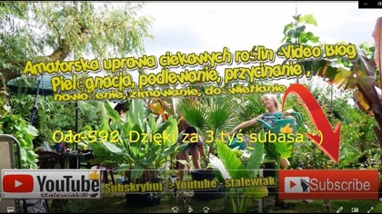Odc-592- Kiedy wysadzamy bananowce na dwór, nie ma bananów mrozoodpornych, scinaj liście,itp