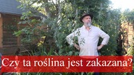 To zioło przerosło moje oczekiwania.  Silnie uspokaja ale czy warto?
