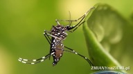 Wypuszczenie do środowiska naturalnego komarów GMO mogło spowodować epidemię wirusa Zika