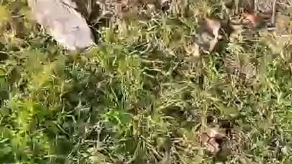 SZYMON 72 (Kamil, Choszczno)