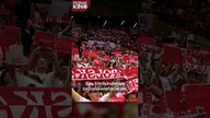 Dlaczego na meczach reprezentacji Polski w siatkówkę, śpiewa się PIEŚŃ O MAŁYM RYCERZU?