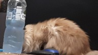 Cute cat drinks water droplets from frozen water bottle  #toocute
