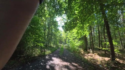 Miedary, Ferma, Las, Polska