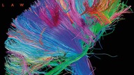 Muse - Survival