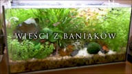 Wieści z baniaków #1