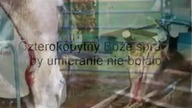 Konie na żeź