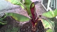 Musa basjoo , musa acuminata , ensete ventricosum maurelli 07 maj 2013 palmywpl. blogspot. com
