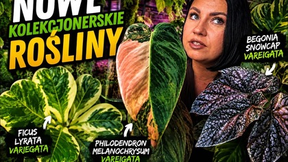 NOWE ROŚLINY KOLEKCJONERSKIE! Philodendron melanochrysum variegata!