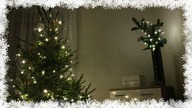 VLOGMAS#22: PIERNICZKI + 3 RÓŻNE CHOINKI!