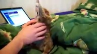 LEMUR PIESZCZOSZEK