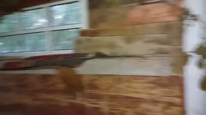 Cukrówki, żółte standardy, tygrysie kingi oraz srebrny KING rarytas, nowości w hodowli od Matiego