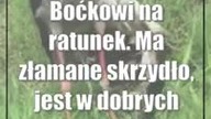 Boćkowi na ratunek.  Ma złamane skrzydło, jest w dobrych rękach