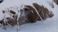 #shorts  Miskant olbrzymi upadł pod ciężkim śniegiem ale powstał z kolan 