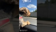 THIS IS HEAVEN - FUNNY DOG