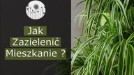 Skąd brać rośliny? Jak zazielenić mieszkanie?
