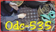 Odc-535-Cz. 1-Wysiew świeżych nasion bananów i pałczych(roślin egzotycznych).  Ogólne porady.
