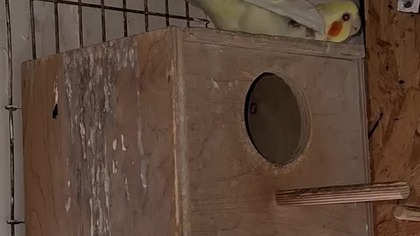 ZAKOCHANY PAPUTEK #Papużka falista i Nimfa